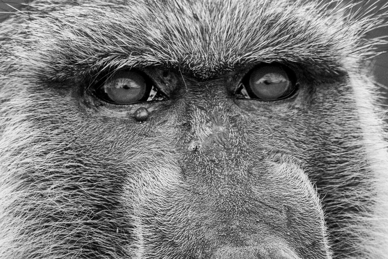 ape baboons old world monkey free photo