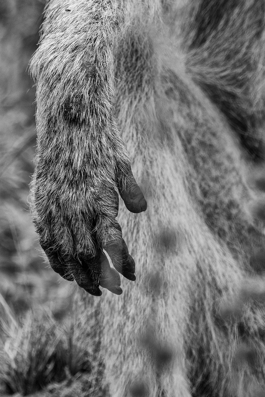 ape hand paw free photo