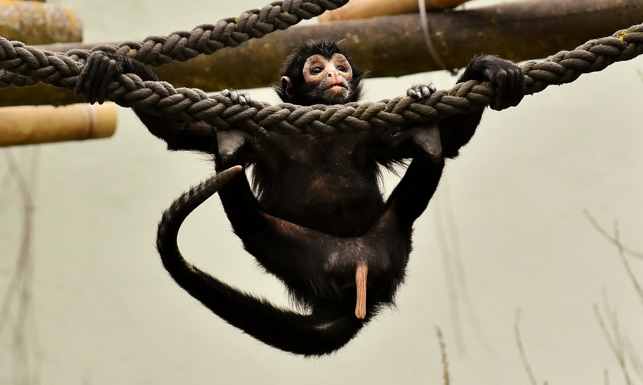 ape  funny  cute free photo