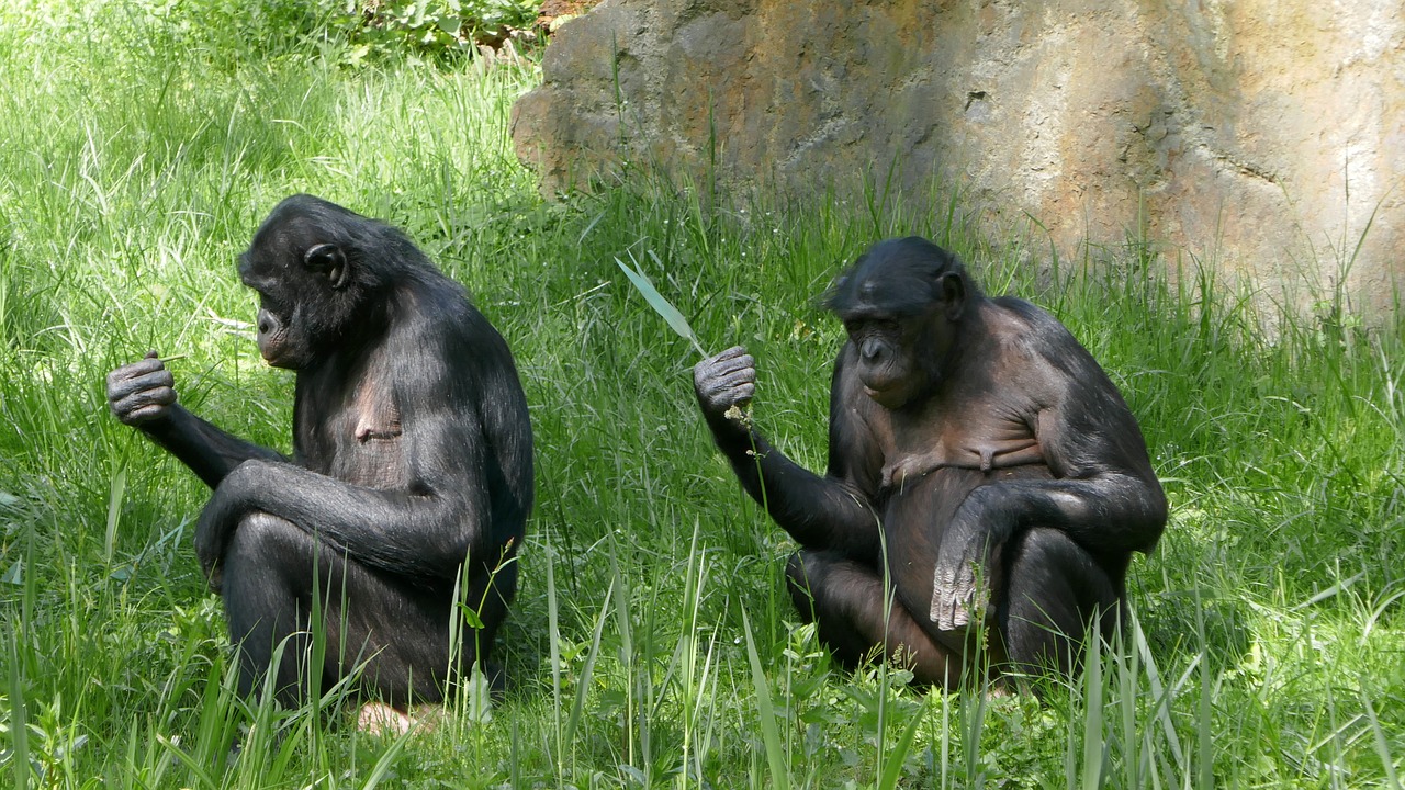 ape  enclosure  animal world free photo