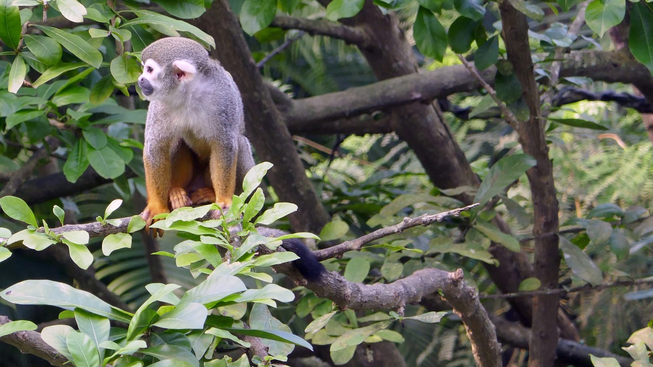 ape  enclosure  animal world free photo