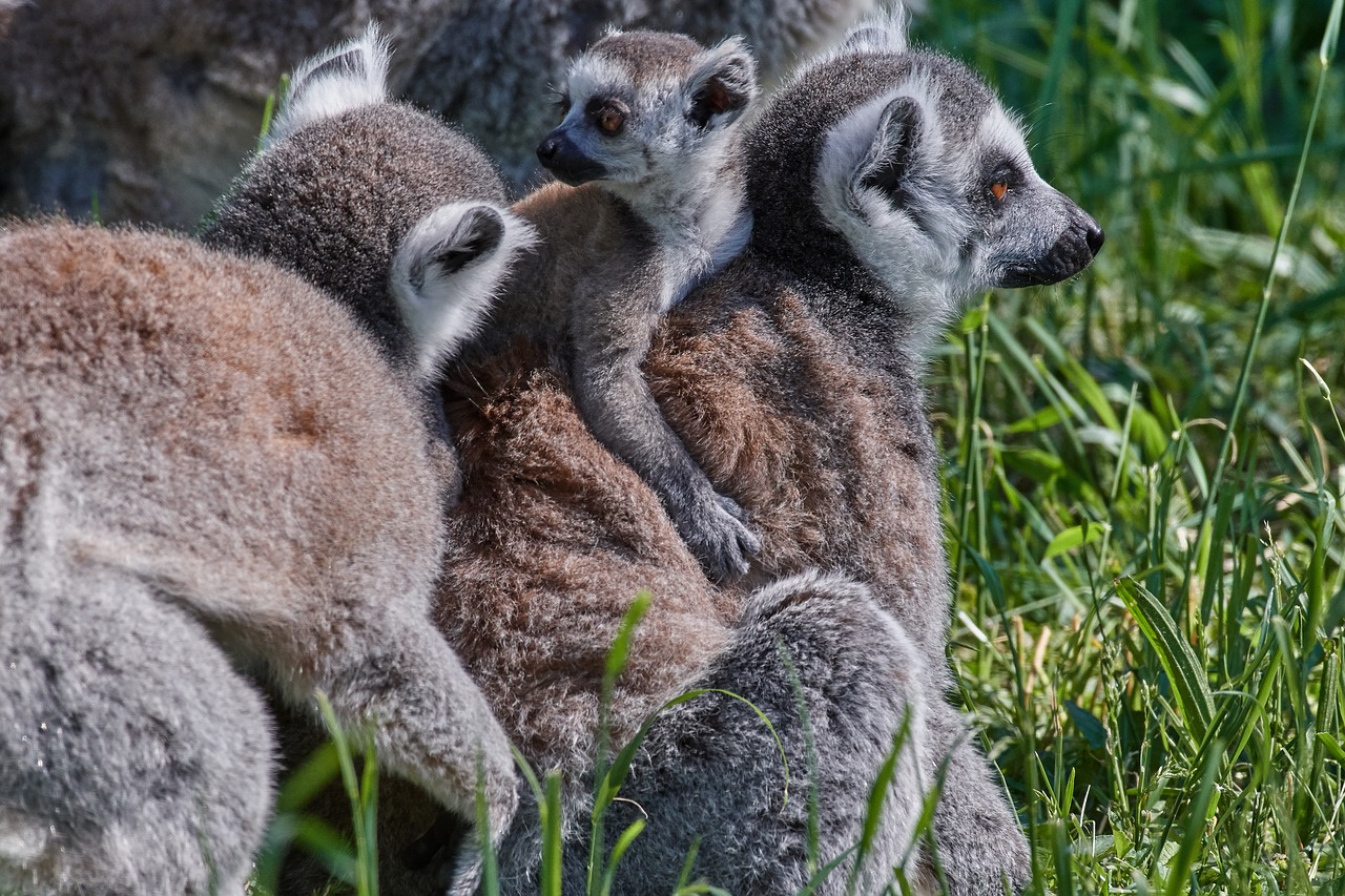 ape  lemur  family free photo