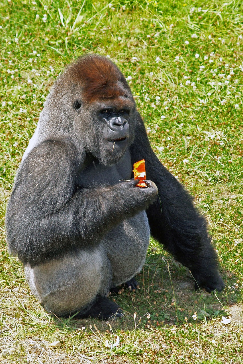 ape  orang-outang  wild animal free photo