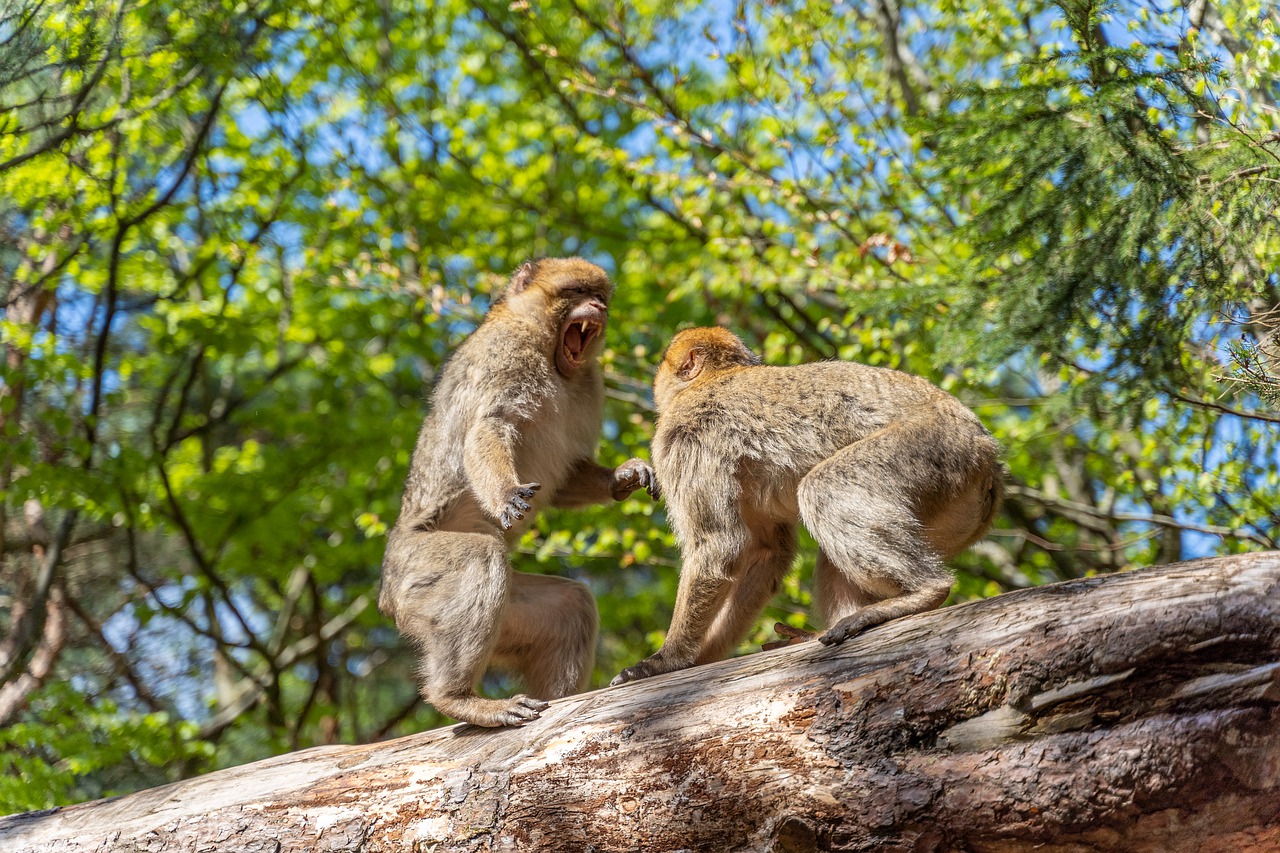 ape  zoo  monkey free photo