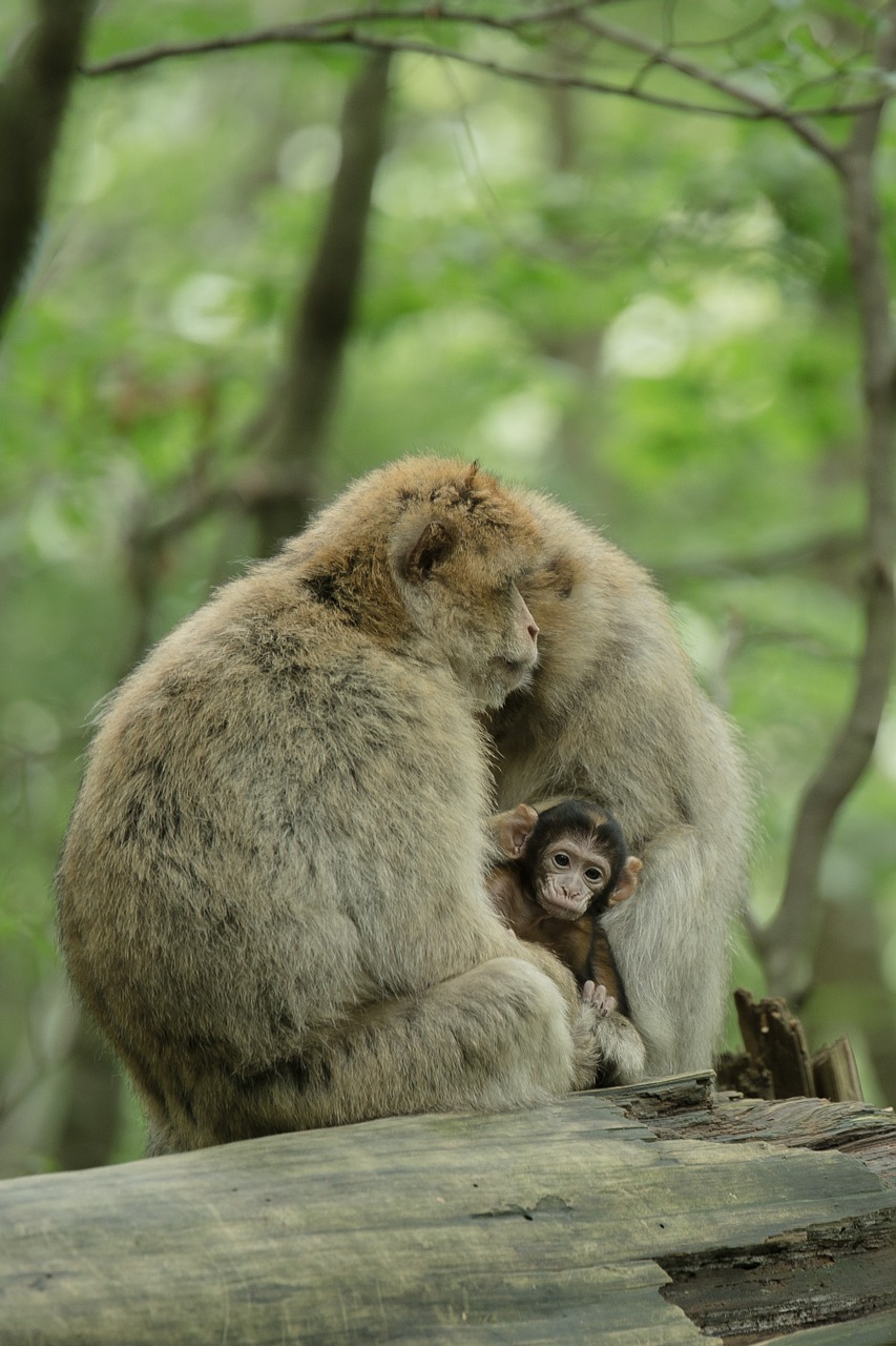 ape berber monkeys young animal free photo