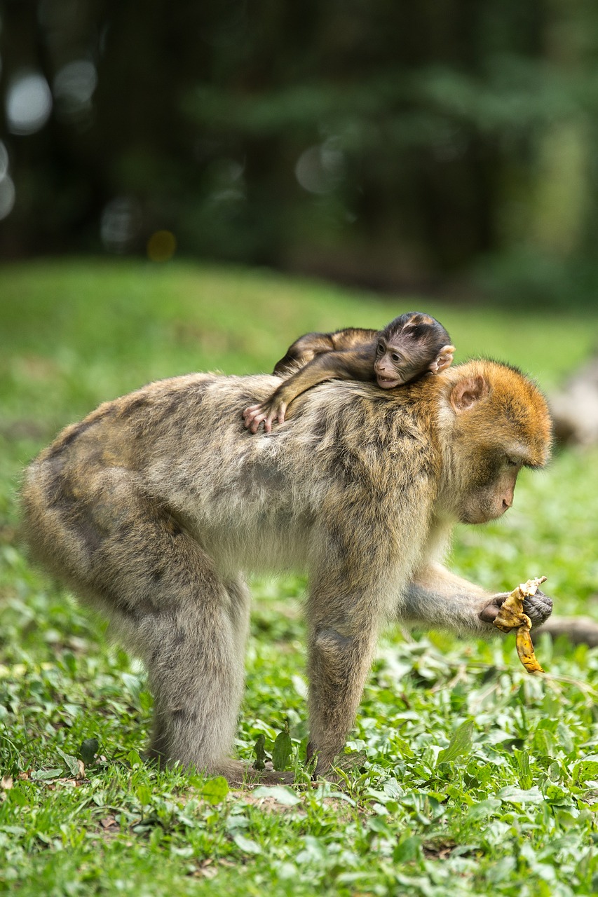 ape berber monkeys young animal free photo