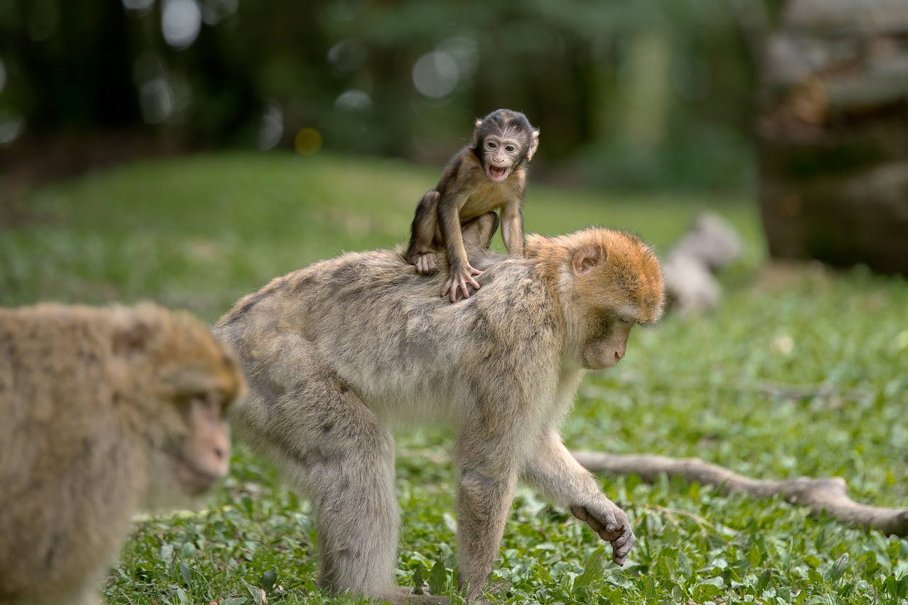 ape berber monkeys mammal free photo