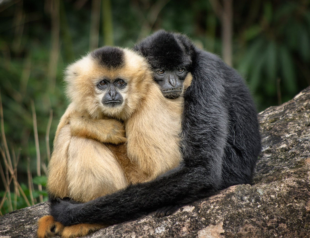 ape hug affection free photo