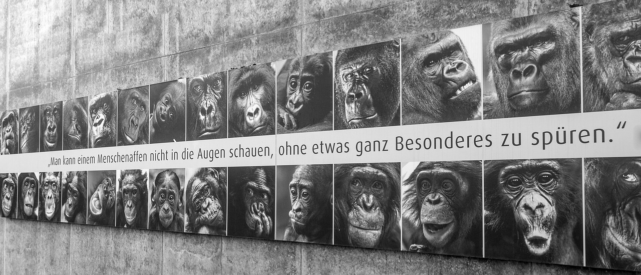 ape art apes free photo
