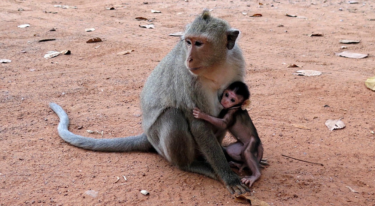 ape cambodia angkor free photo