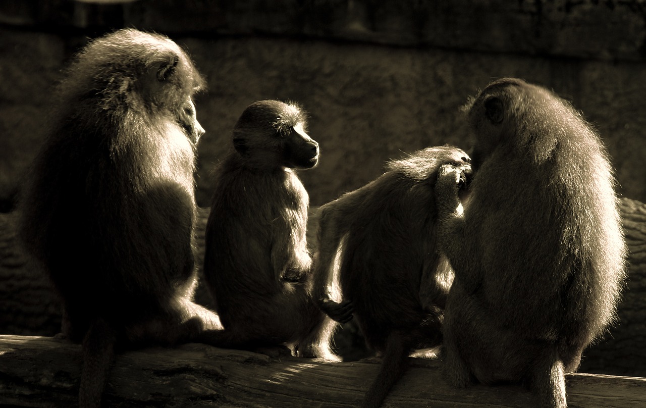 ape baboons relaxation free photo