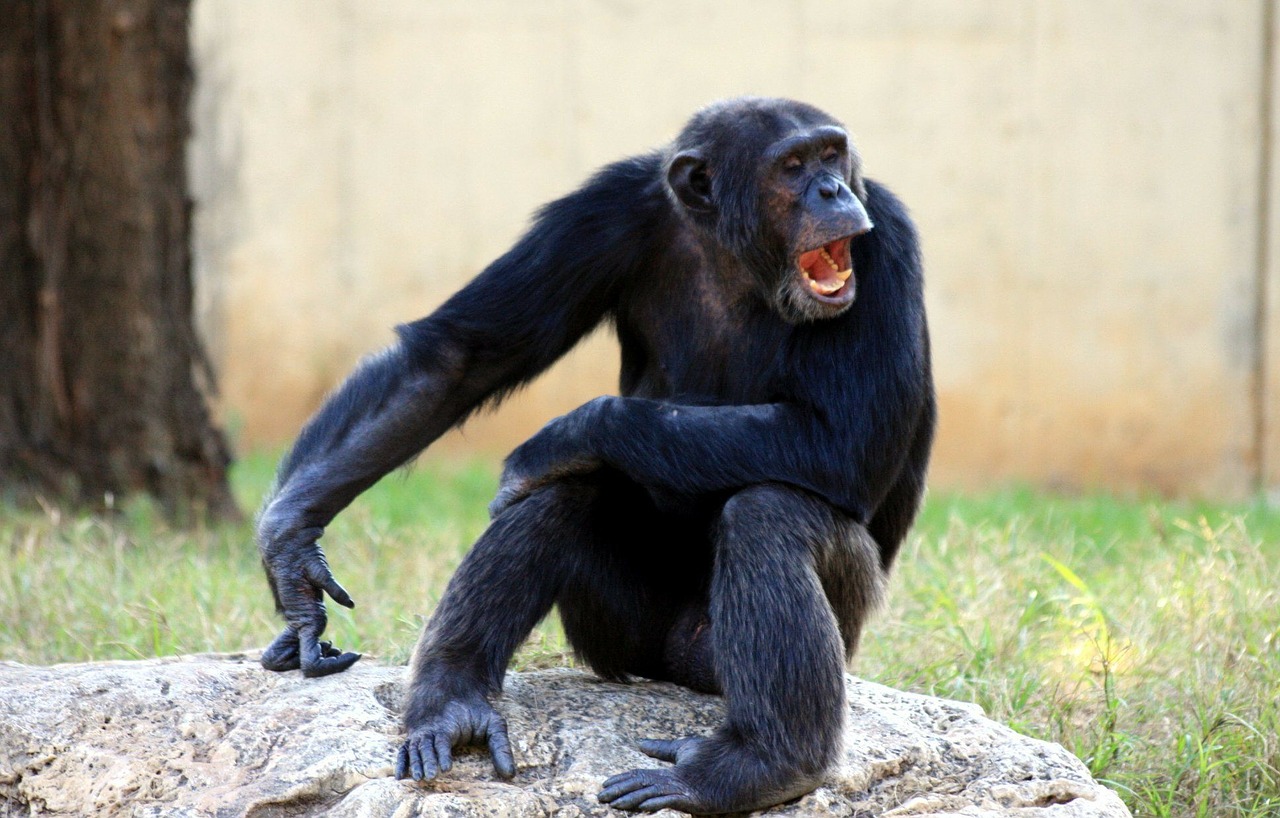 ape chimp chimpanzee free photo