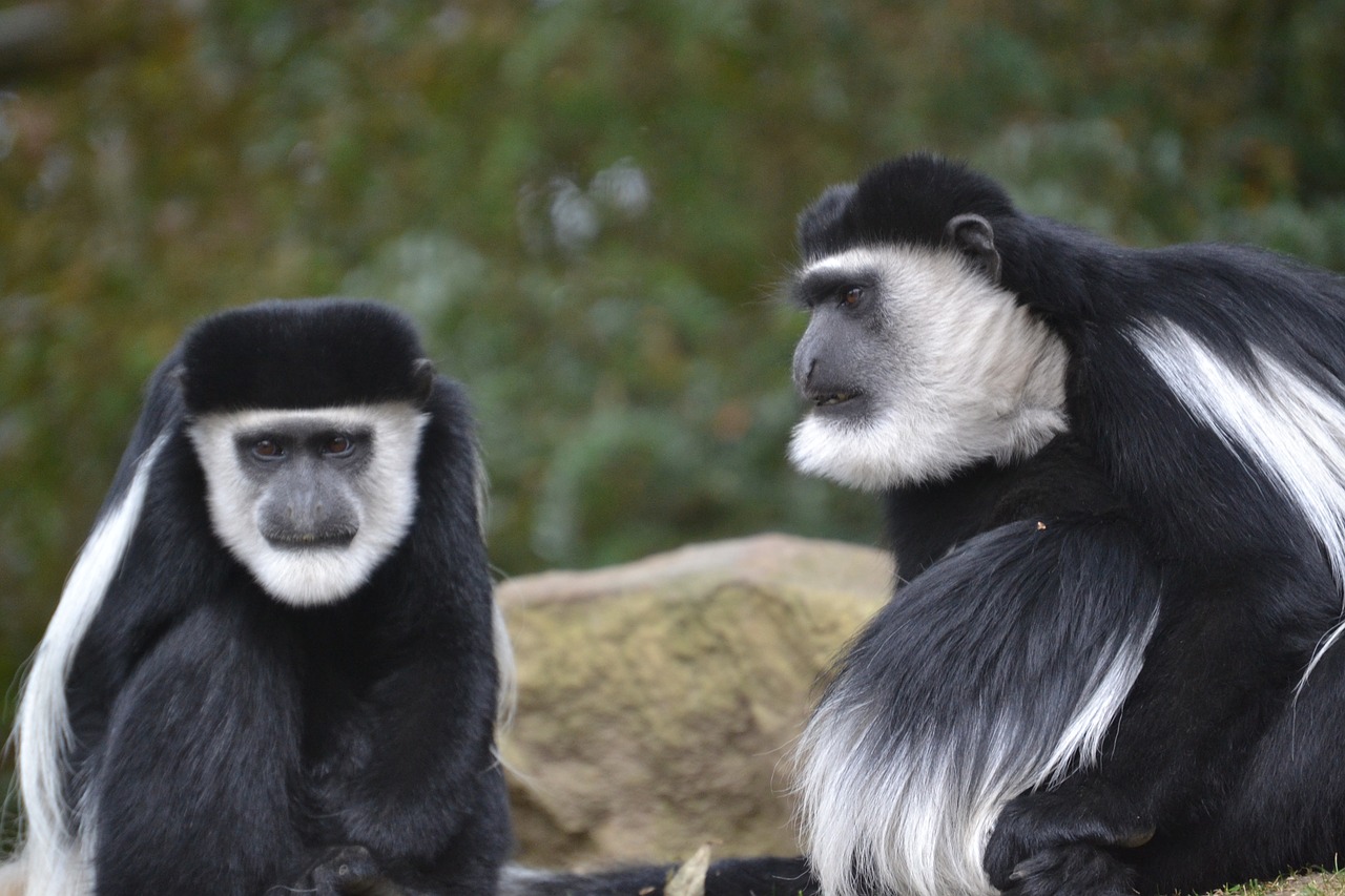 colobus monkey monkey äffchen free photo