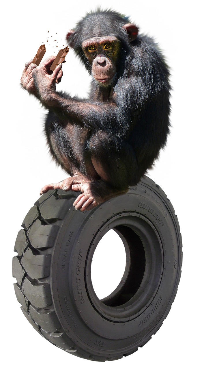 ape chimpanzee funny free photo