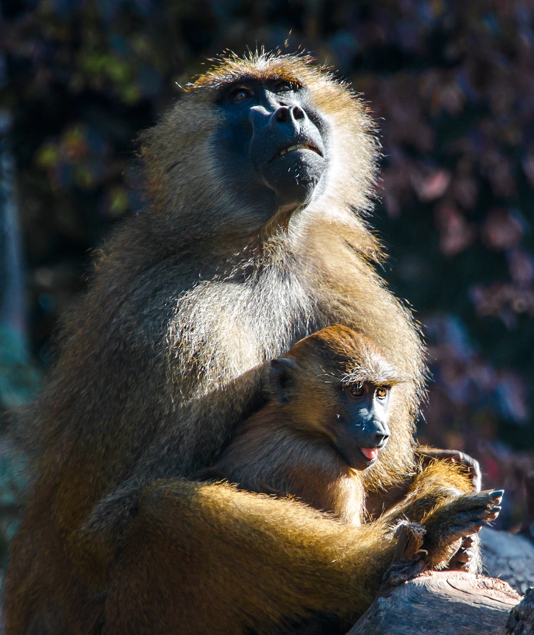 ape berber monkeys monkey baby free photo