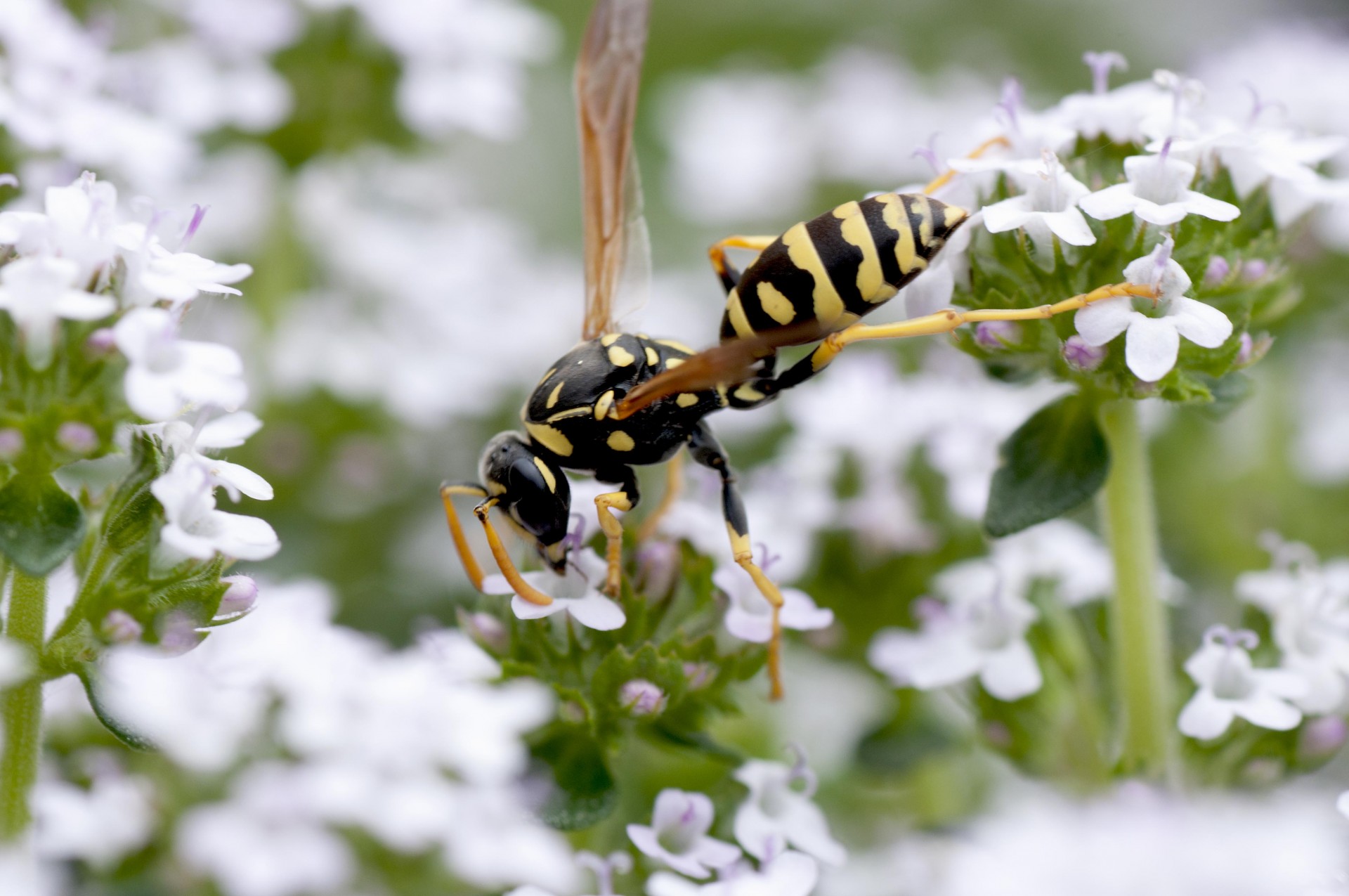 bee flowers wasp free photo