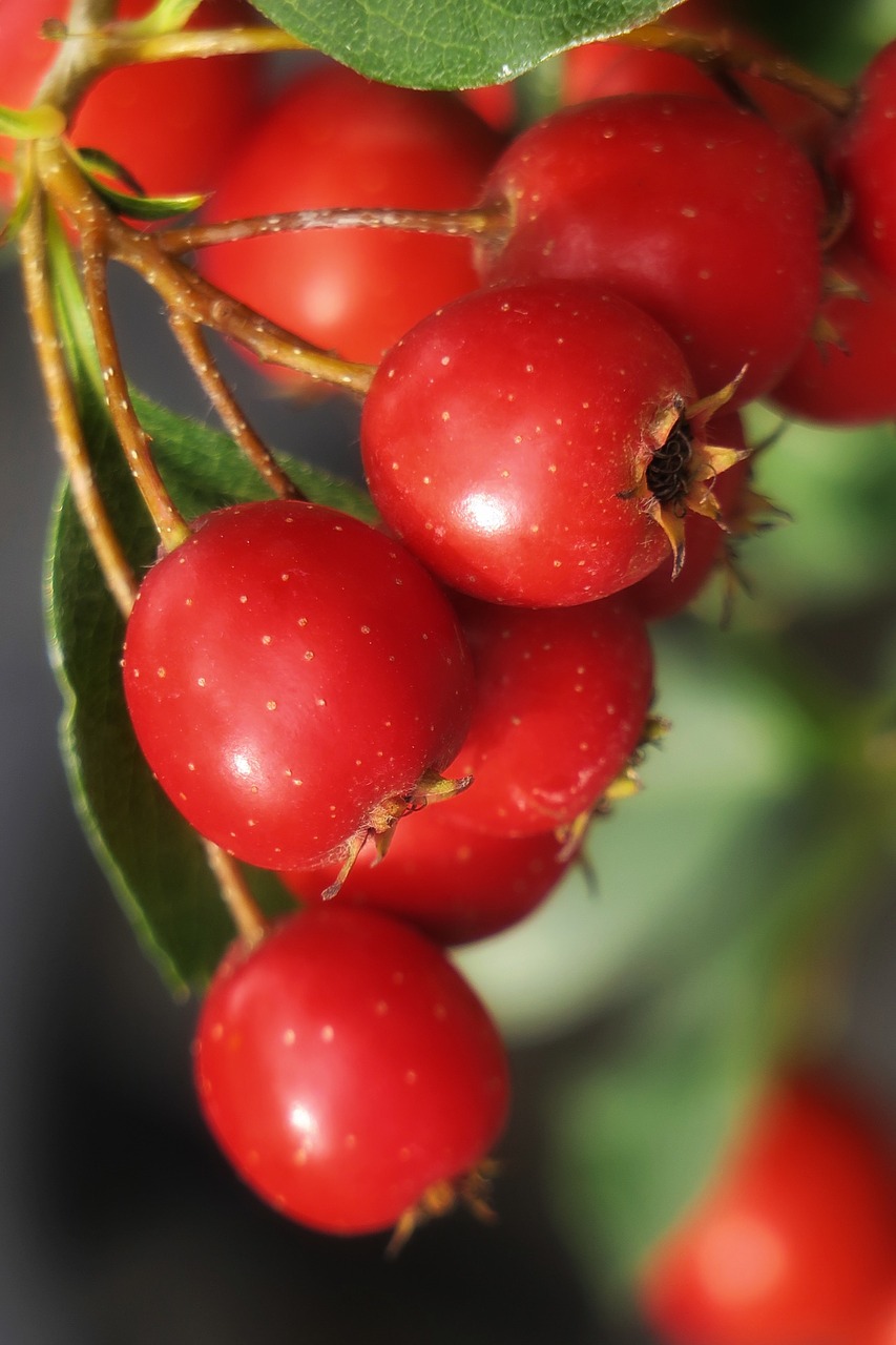 apel apple fruit hawthorn free photo