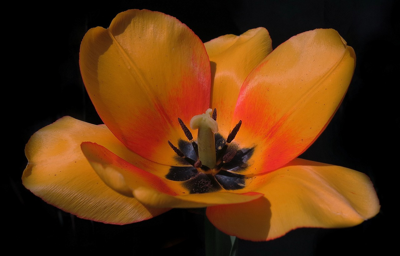 apeldoorn  tulip  orange blossom free photo