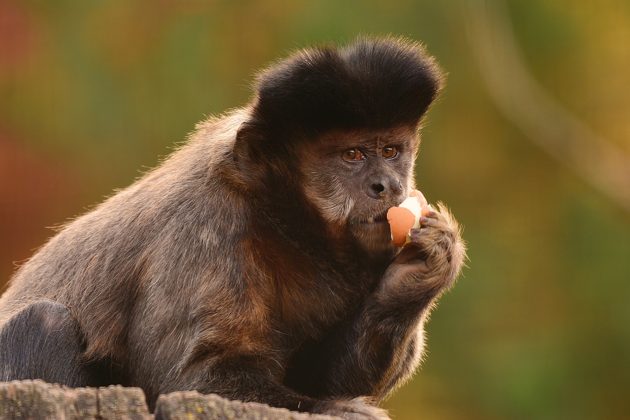 apell of capuchin monkeys  monkey  zoo free photo