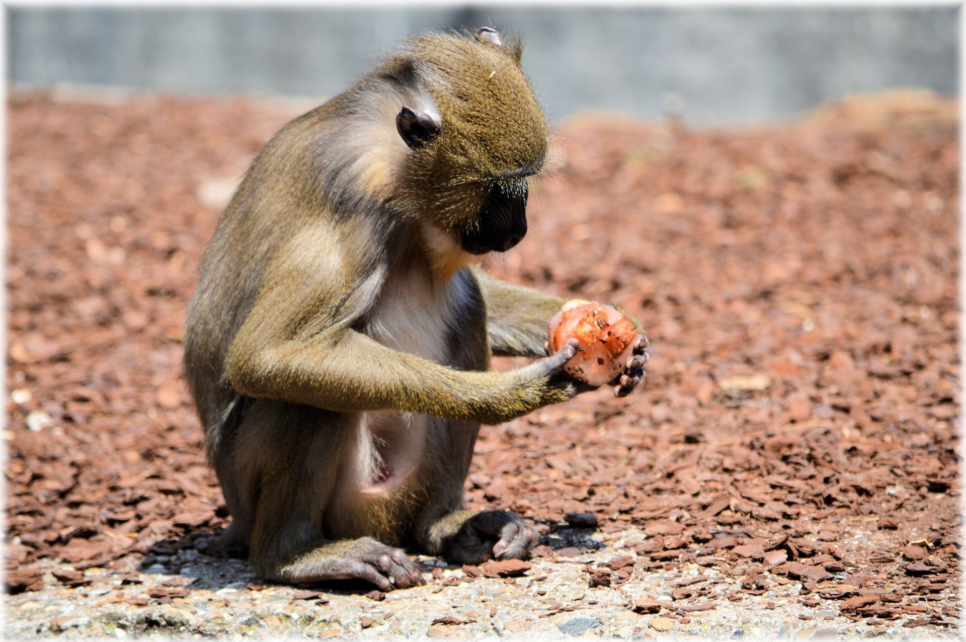 monkey monkeys fruit free photo