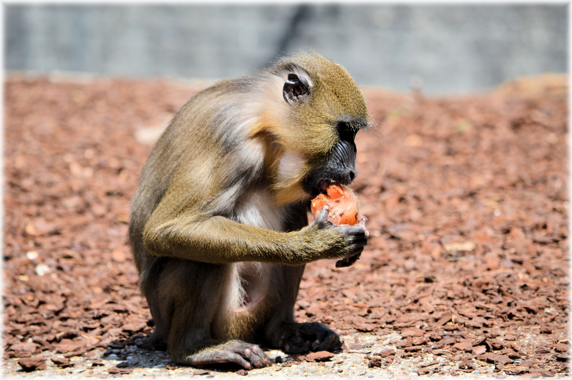 monkey monkeys fruit free photo