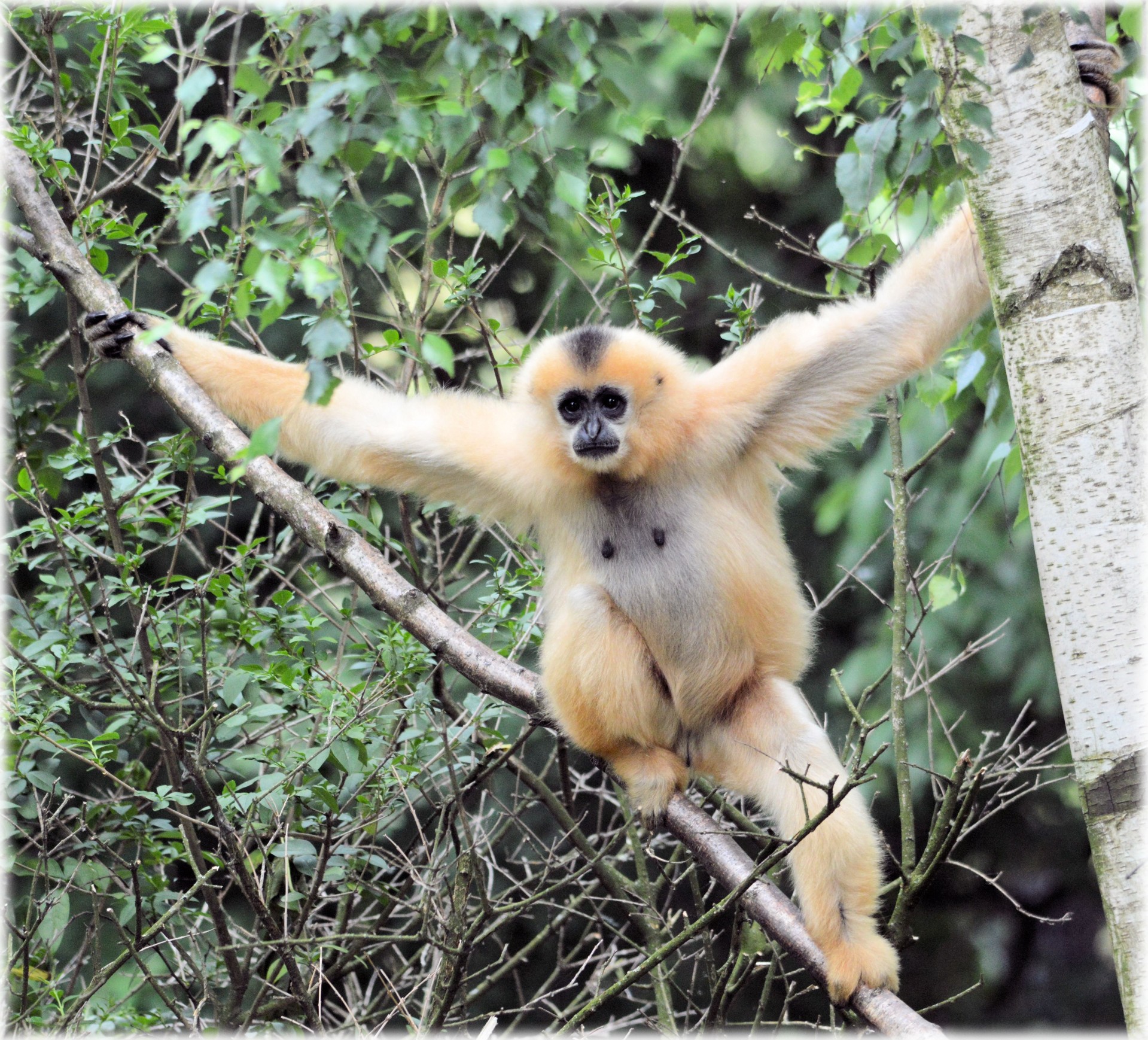 monkey business zoo food free photo