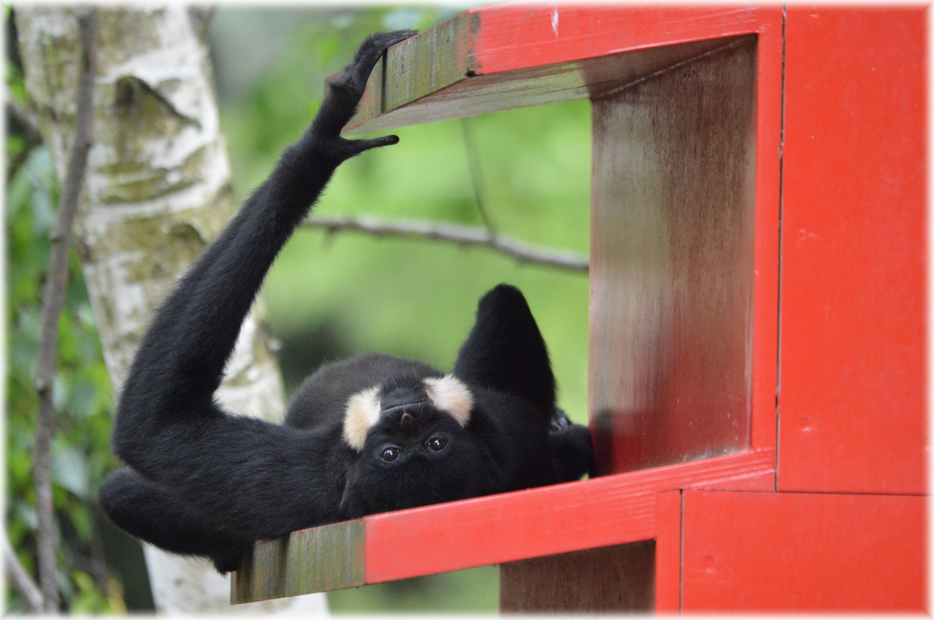 monkey business zoo food free photo