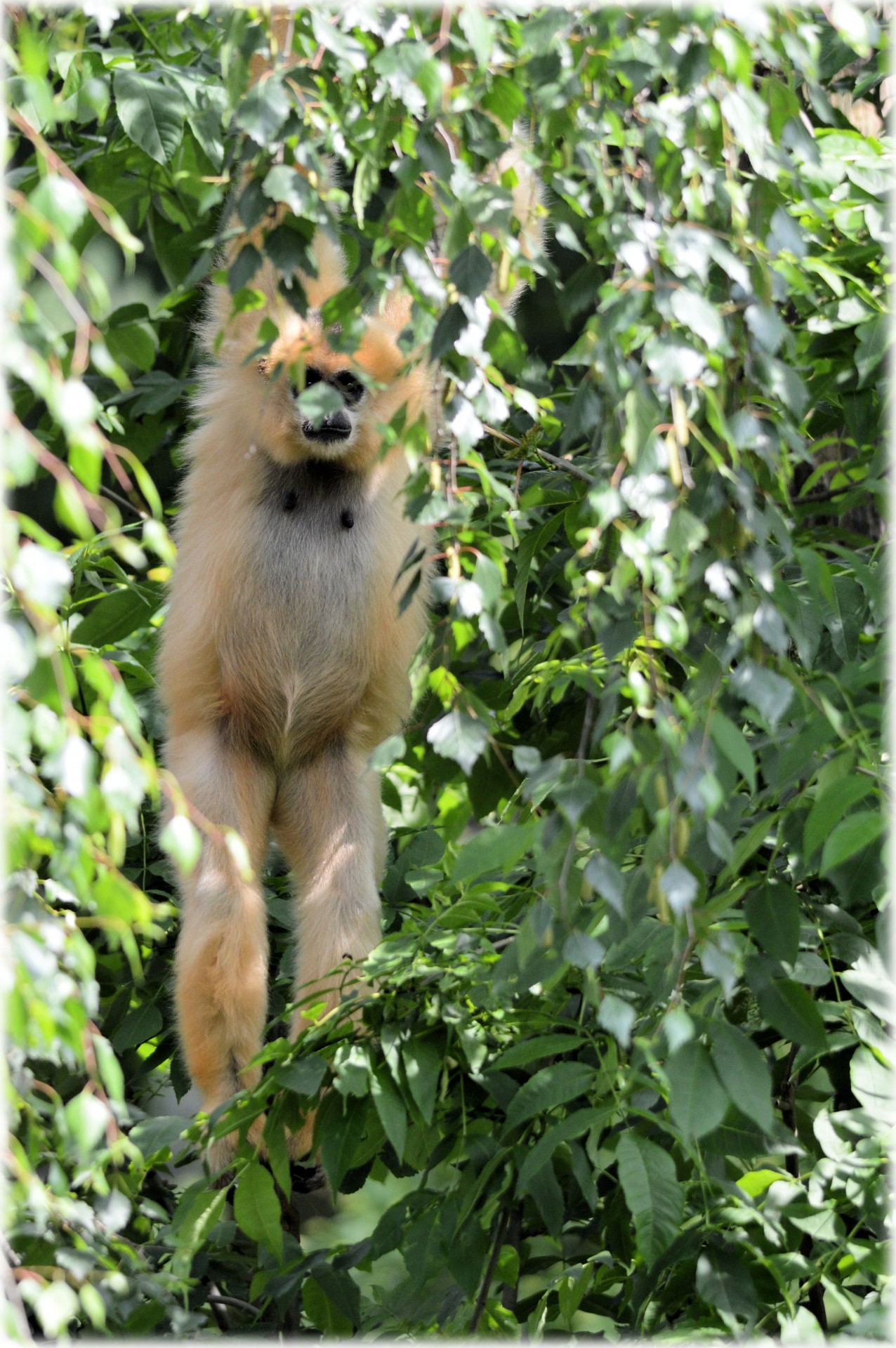 monkey business zoo food free photo