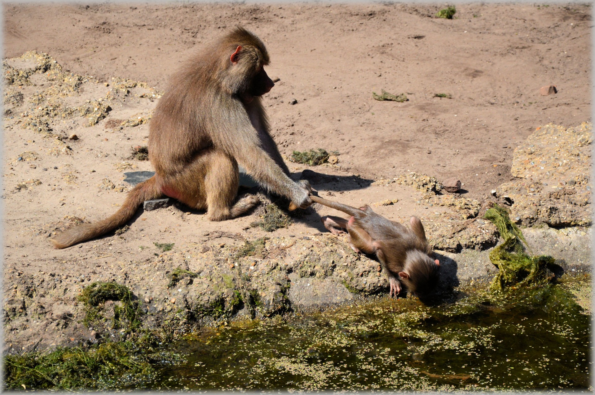 baboon baboons zoo free photo