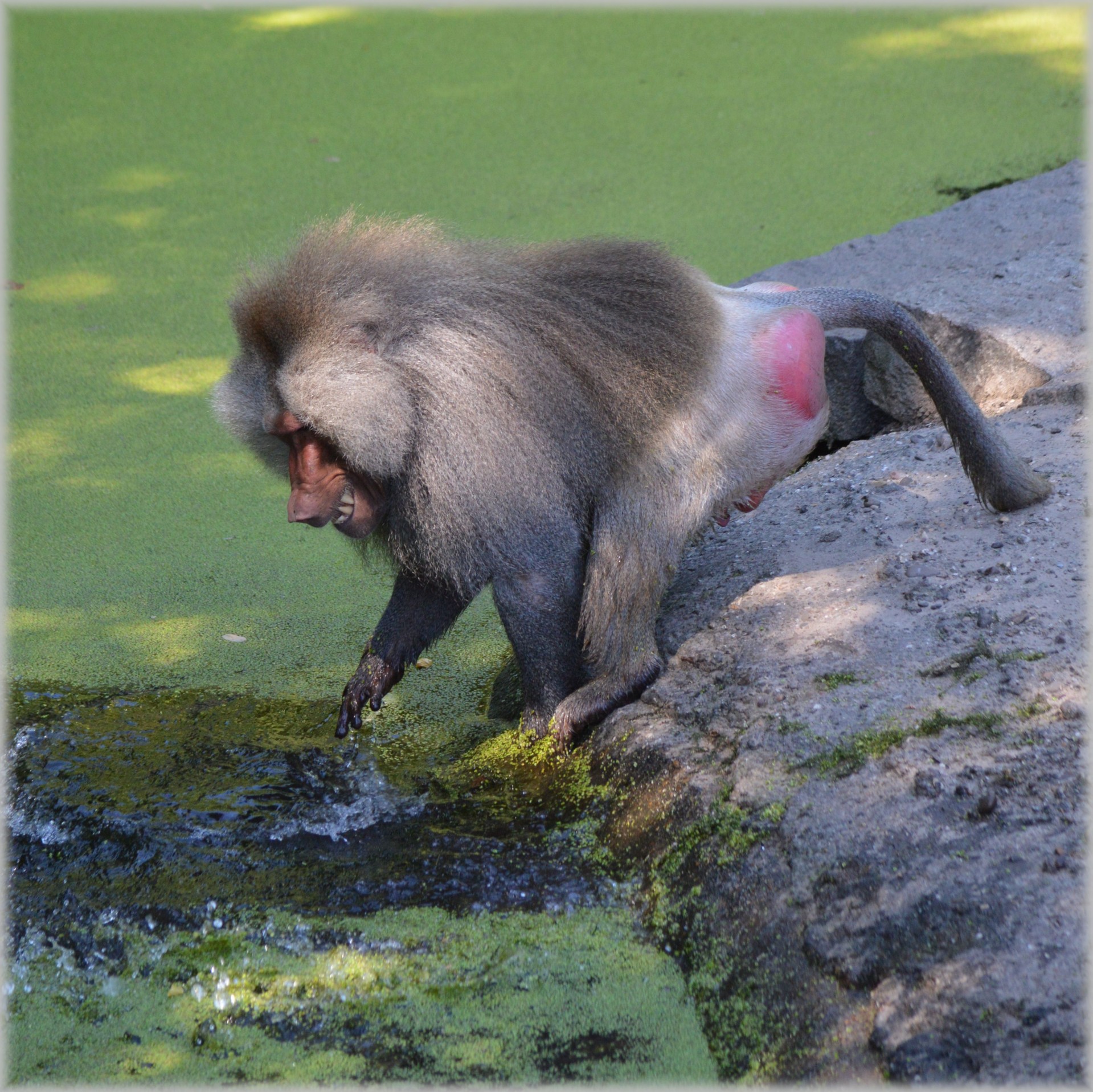 baboon baboons zoo free photo