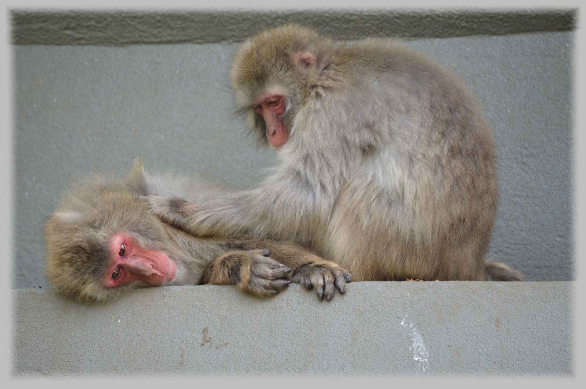 macaques japan monkey free photo