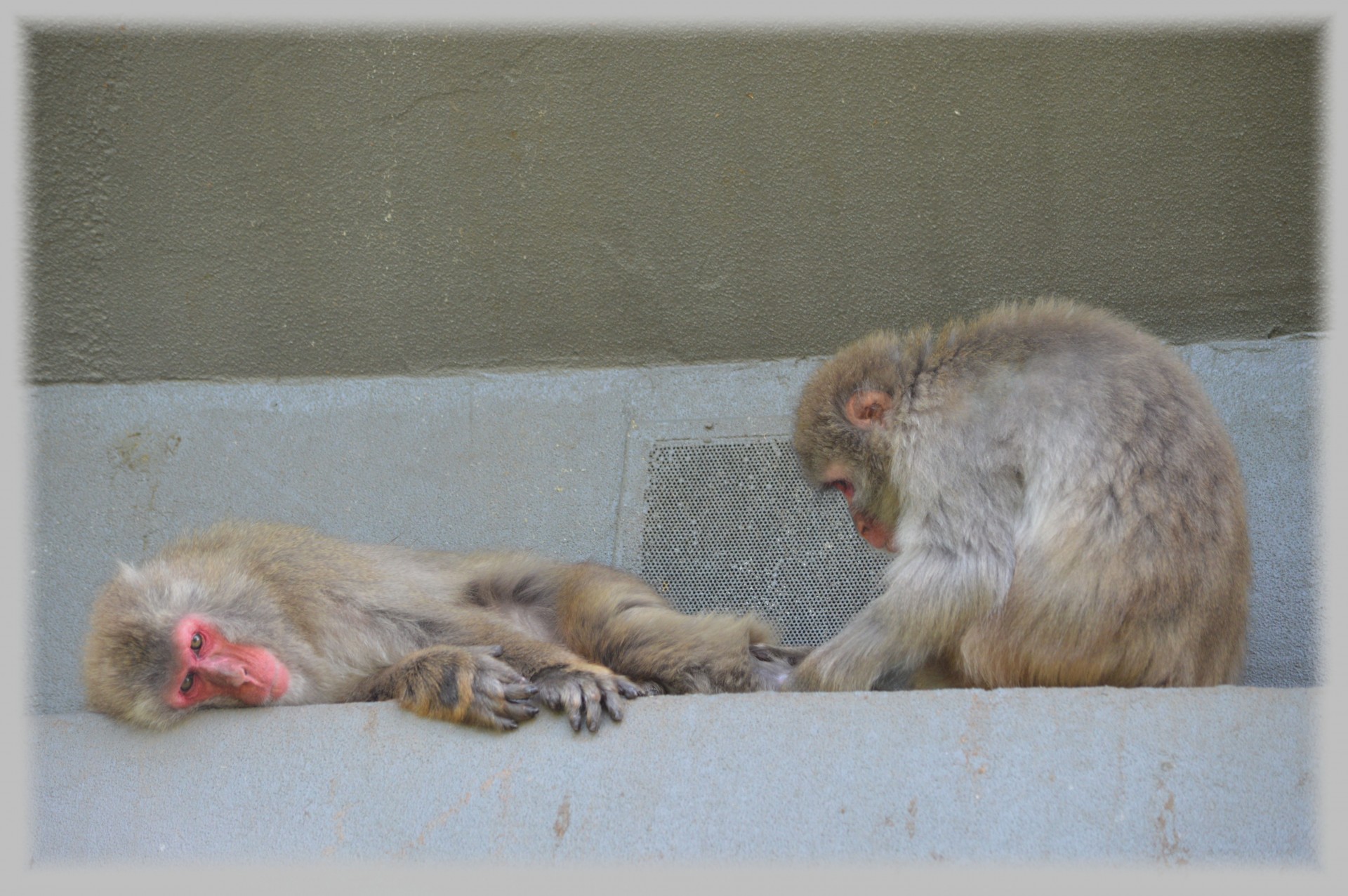 macaques japan monkey free photo