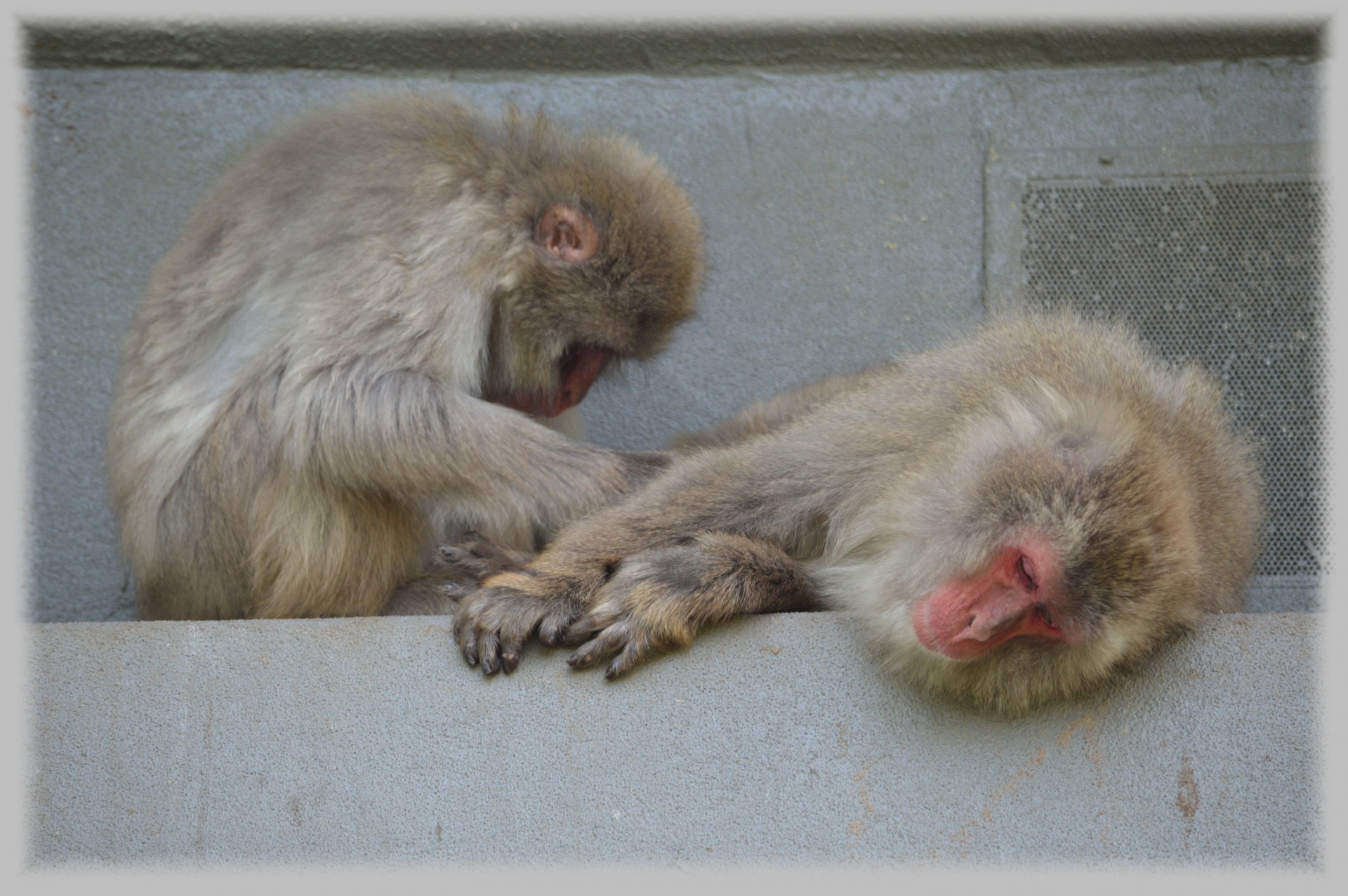 macaques japan monkey free photo