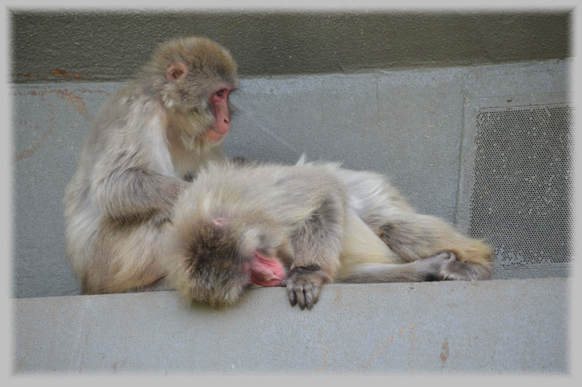 macaques japan monkey free photo