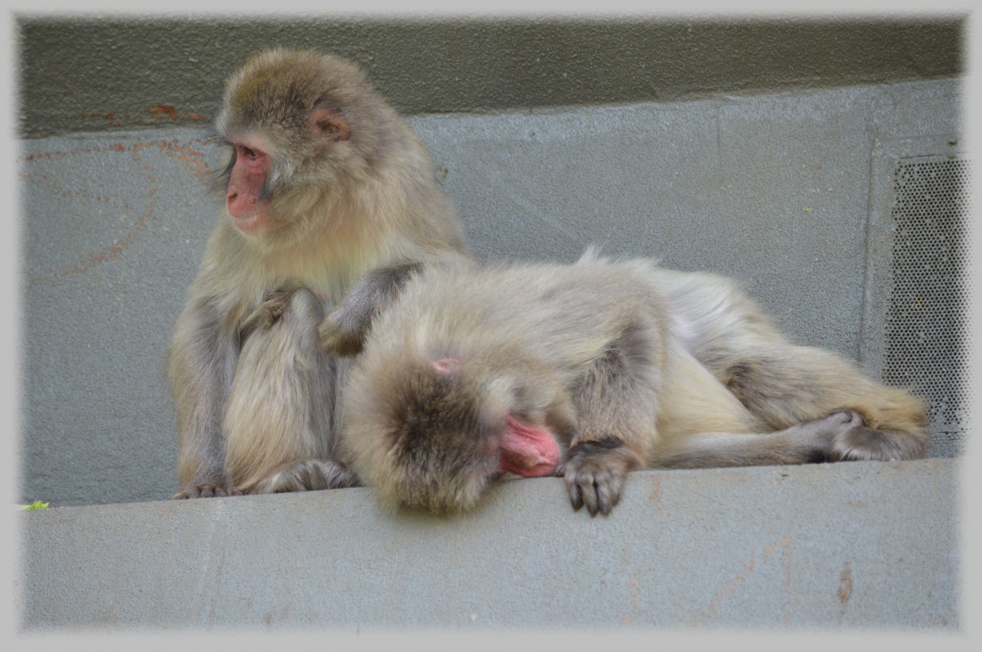 macaques japan monkey free photo