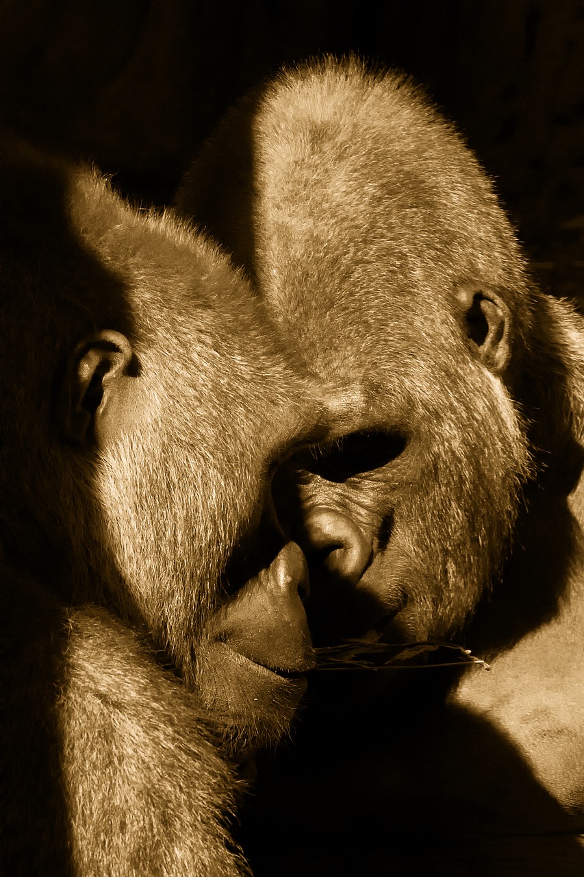 apes bronx zoo new york city free photo