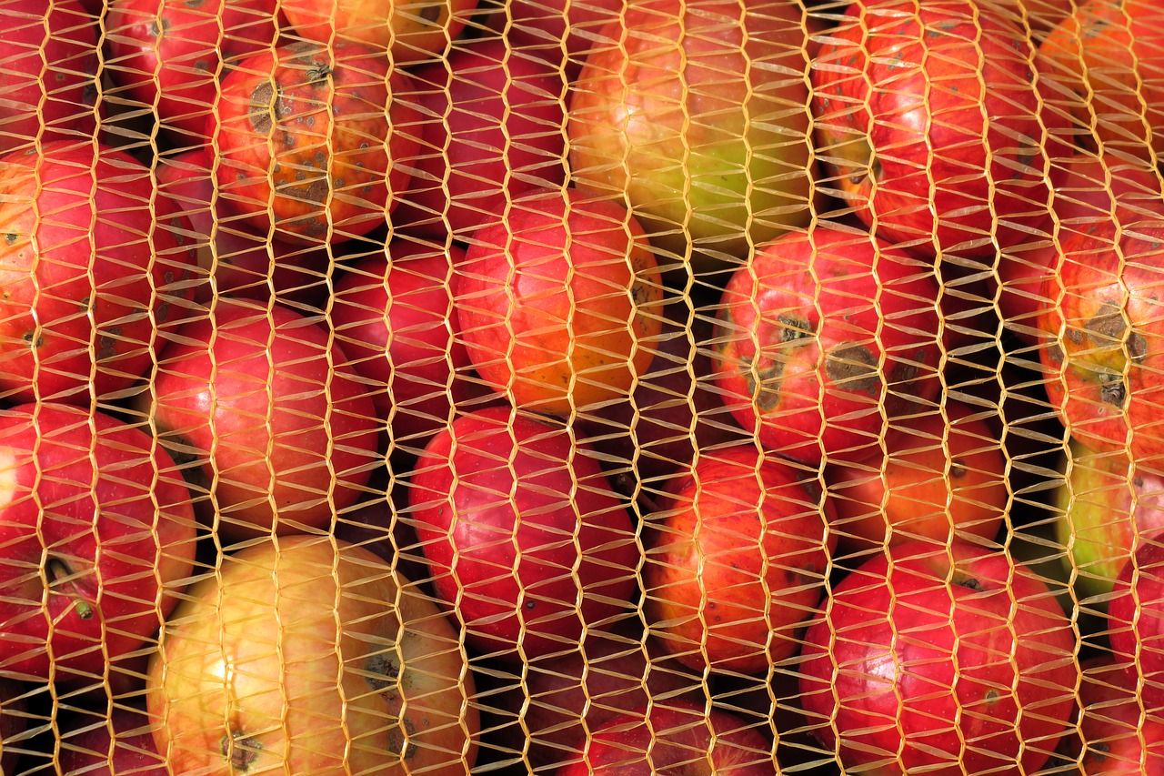 apfelernte  fruit bag  apple free photo