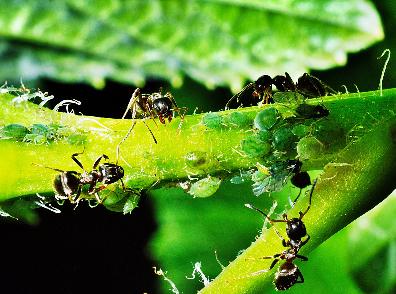 aphids insects ants free photo