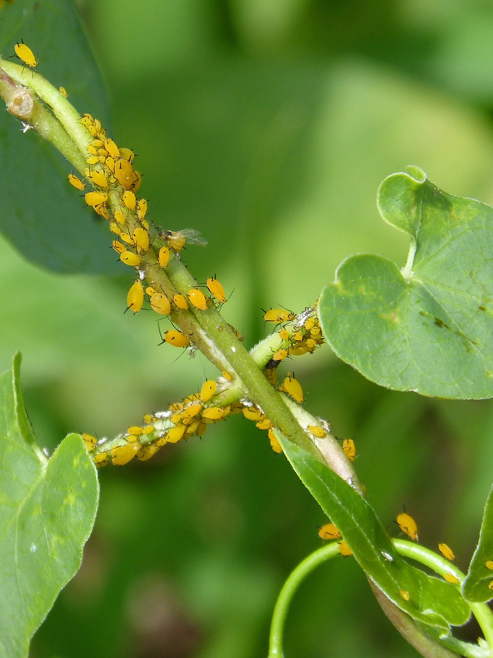 Edit free photo of Aphids,plague,plants,infested,insects in plant ...