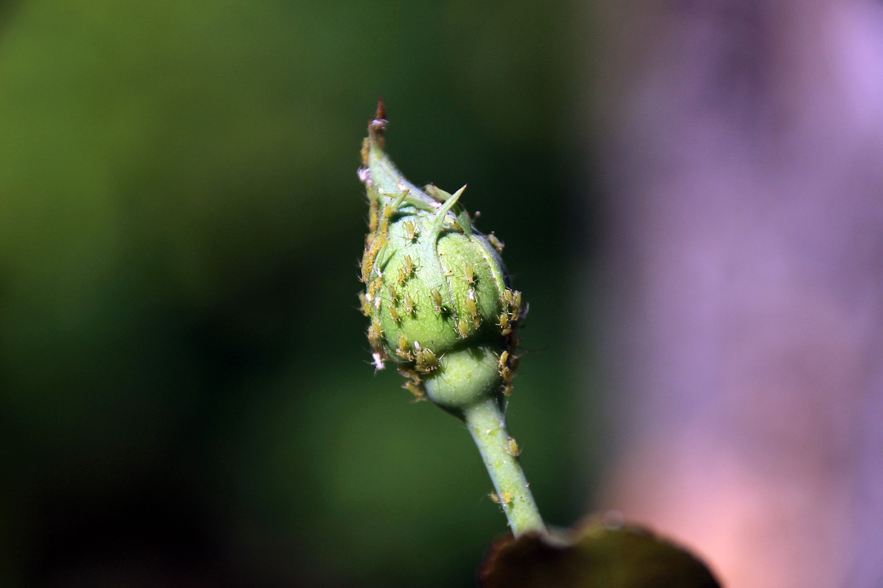 aphids bud garden free photo