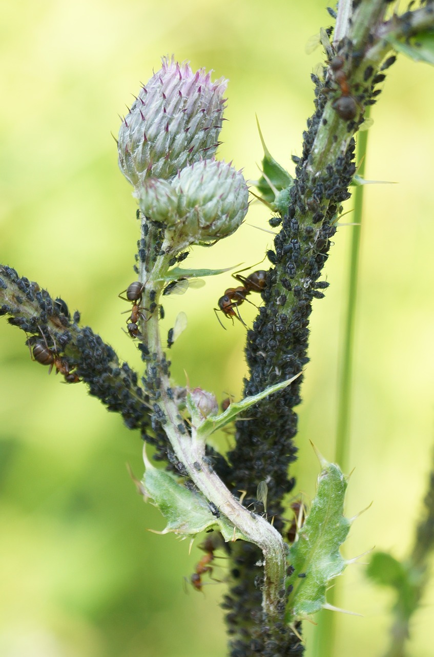 aphids thistle lice free photo
