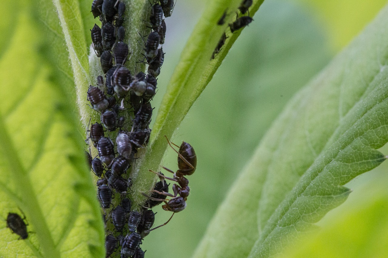 aphids ant lice free photo