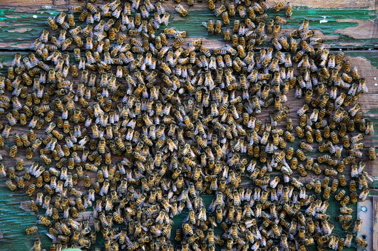 api  the hive  hive free photo
