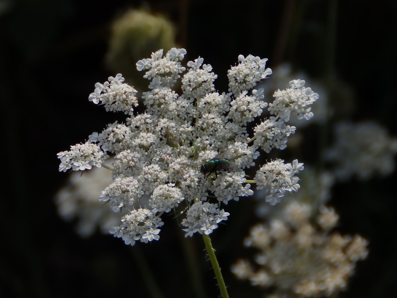 apiaceae flower nature free photo