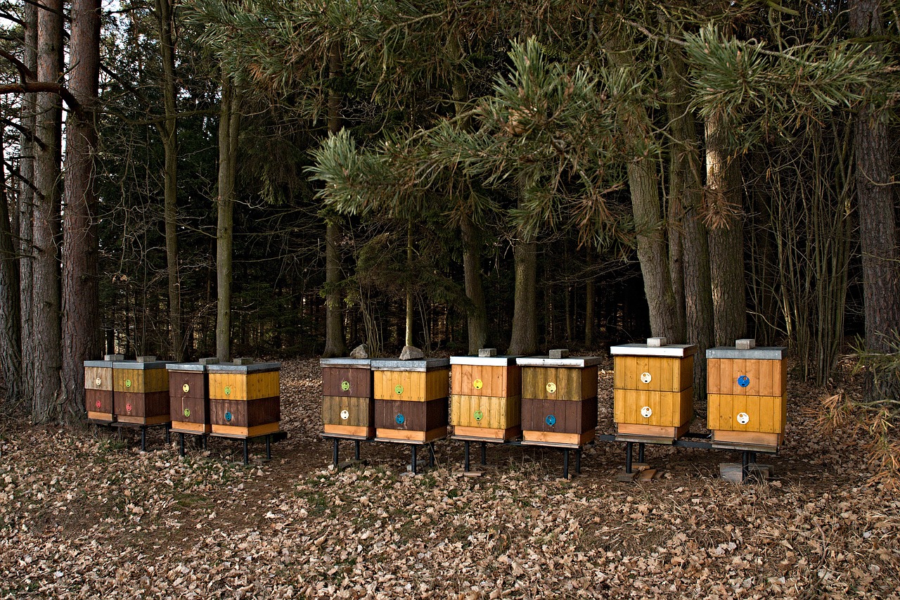 apiary forest breeding of honey bees free photo