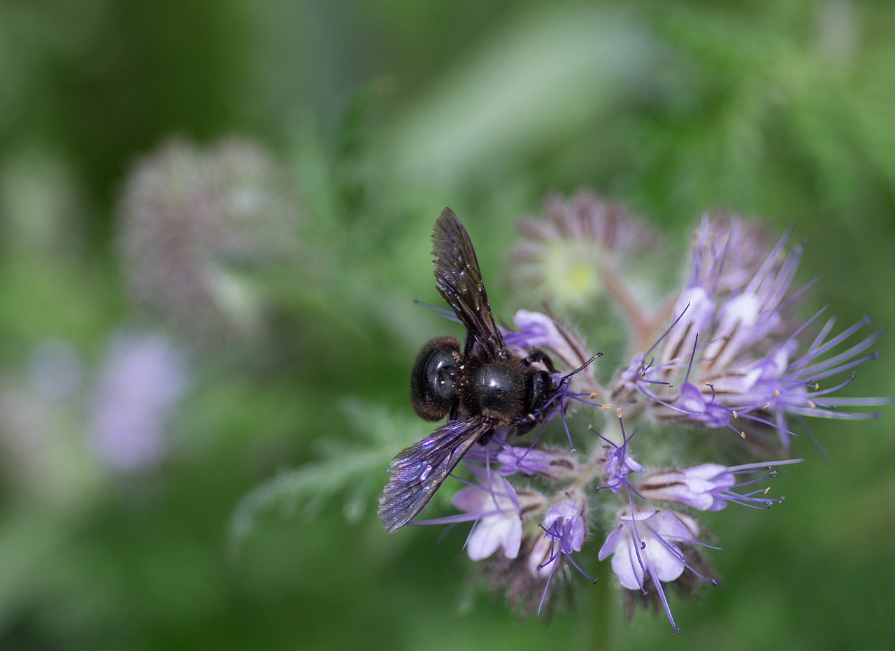 apidae  carpenter bee  xylocopa free photo