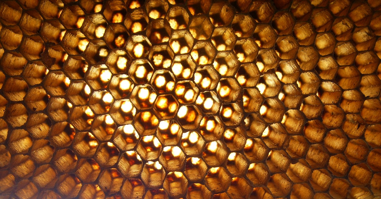 apis florea hive free photo