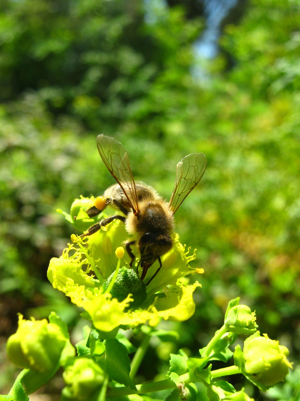apis mellifera bee flower free photo