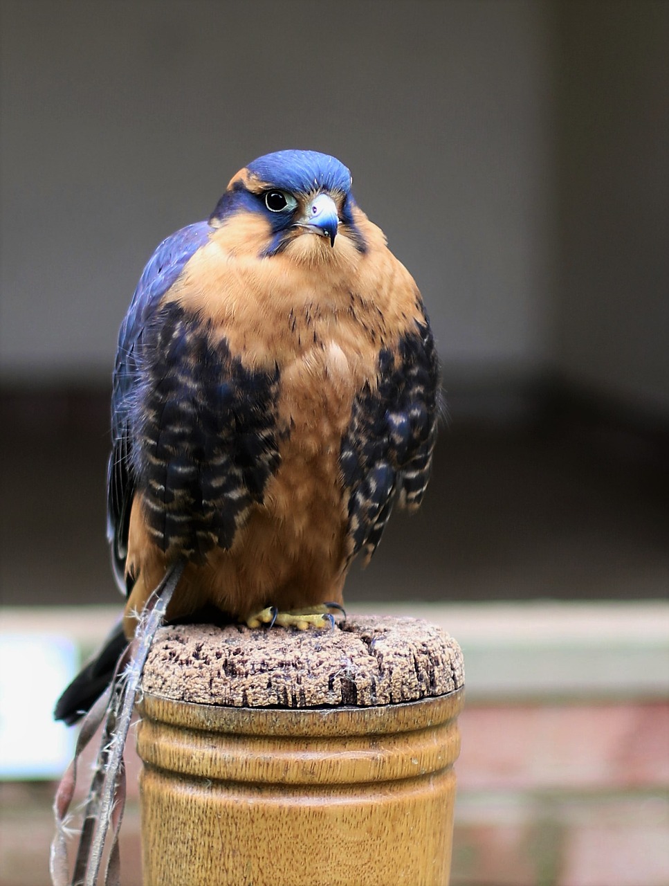 aplomado falcon falcon bird free photo