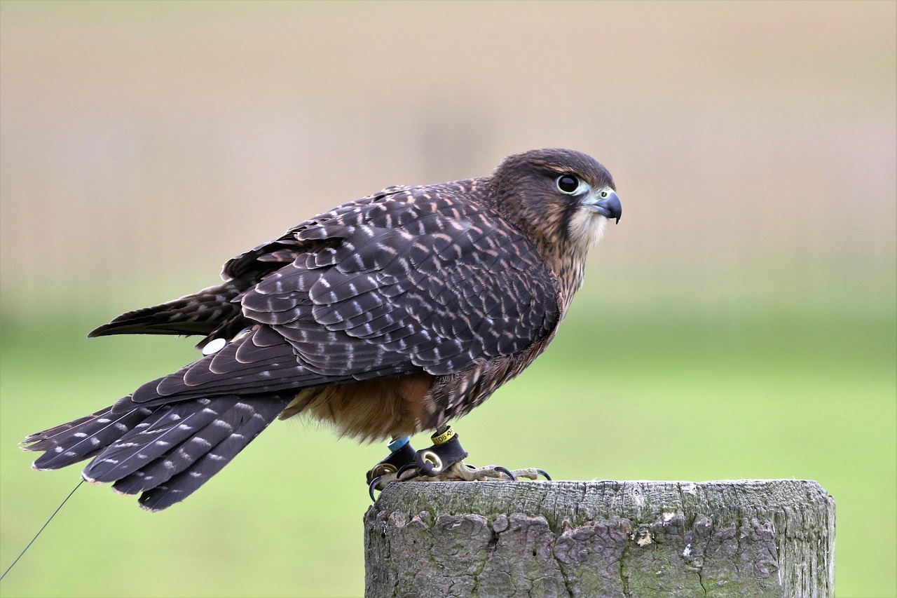 new zealand falcon falcon bird free photo